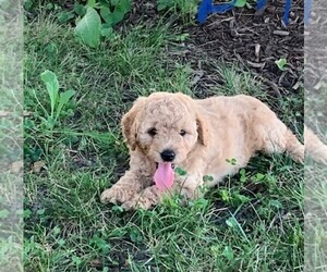 Goldendoodle-Poodle (Toy) Mix Puppy for sale in CLARE, IL, USA