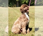 Small Photo #1 Portuguese Water Dog Puppy For Sale in MURFREESBORO, TN, USA