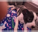 Small Photo #35 Boston Terrier-Collie Mix Puppy For Sale in COLUMBUS, OH, USA