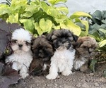 Small #4 Shih Tzu