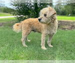 Small #5 Poodle (Miniature) Mix