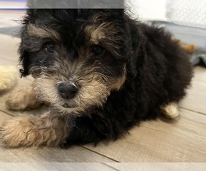 Bernedoodle (Miniature) Puppy for sale in PORT SAINT LUCIE, FL, USA