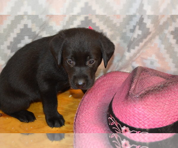 Medium Photo #1 Labrador Retriever Puppy For Sale in GREENWOOD, WI, USA