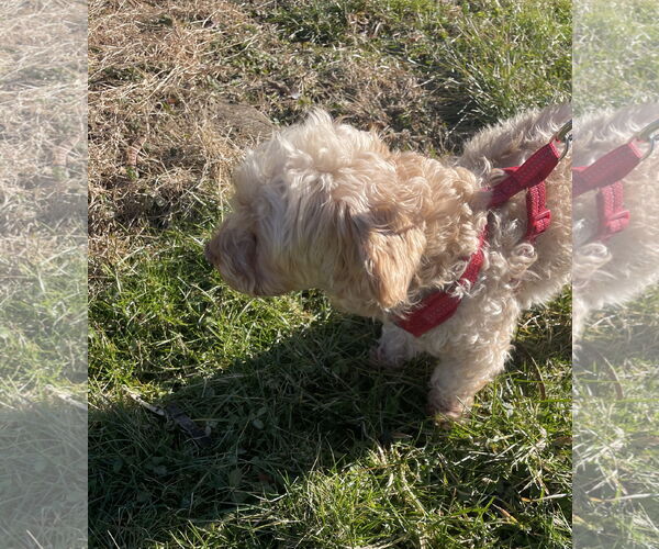 Medium Photo #2 Poodle (Miniature) Puppy For Sale in Chester, NJ, USA