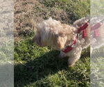 Small #1 Poodle (Miniature)