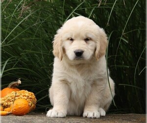 English Cream Golden Retriever Puppy for sale in FREDERICKSBG, OH, USA