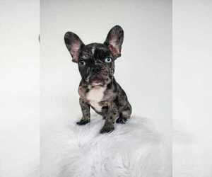 French Bulldog Puppy for sale in NEW YORK, NY, USA