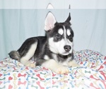 Small Photo #2 Siberian Husky Puppy For Sale in PATERSON, NJ, USA