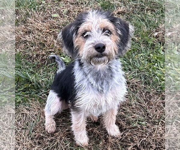 Medium Photo #1 Border Terrier-Cairn Terrier Mix Puppy For Sale in Batavia, OH, USA
