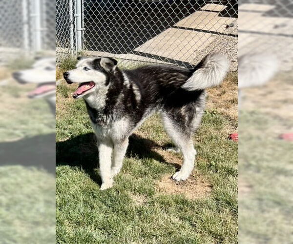 Medium Photo #2 Alaskan Malamute-Unknown Mix Puppy For Sale in Emmett, ID, USA