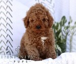 Small #2 Cavapoo (Miniature)