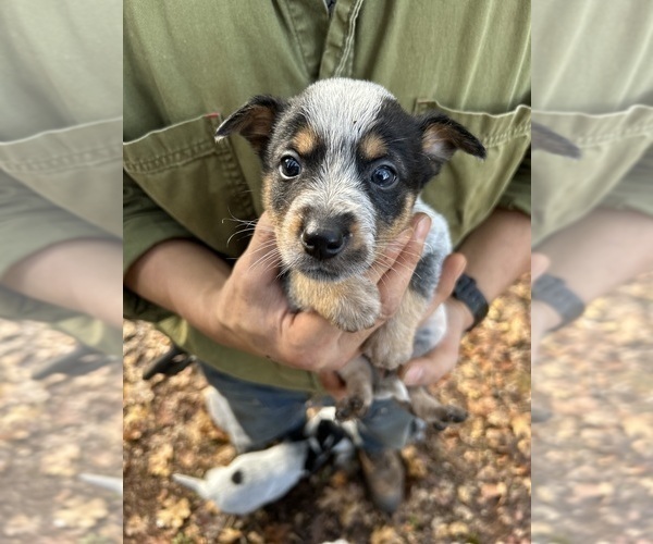 Medium Photo #9 Australian Cattle Dog Puppy For Sale in OREGON HOUSE, CA, USA