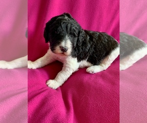 Poodle (Standard) Puppy for sale in RICHMOND, IL, USA