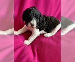 Small Photo #1 Poodle (Standard) Puppy For Sale in RICHMOND, IL, USA