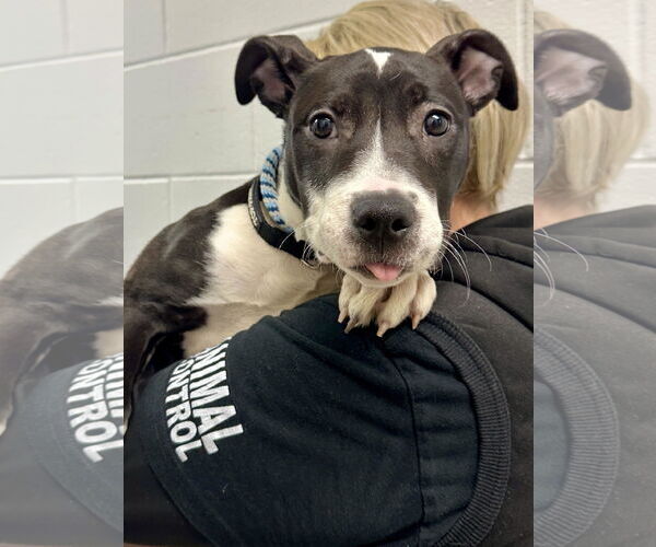 Medium Photo #8 Mutt Puppy For Sale in Princeton, MN, USA