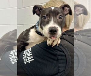 Squeak - Female Mutt Dog for Adoption - Photo #8