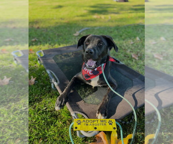 Medium Photo #18 Labrador Retriever-Unknown Mix Puppy For Sale in Dana Point, CA, USA