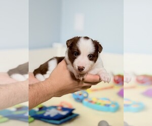 Border Collie Puppy for sale in CONWAY, MO, USA