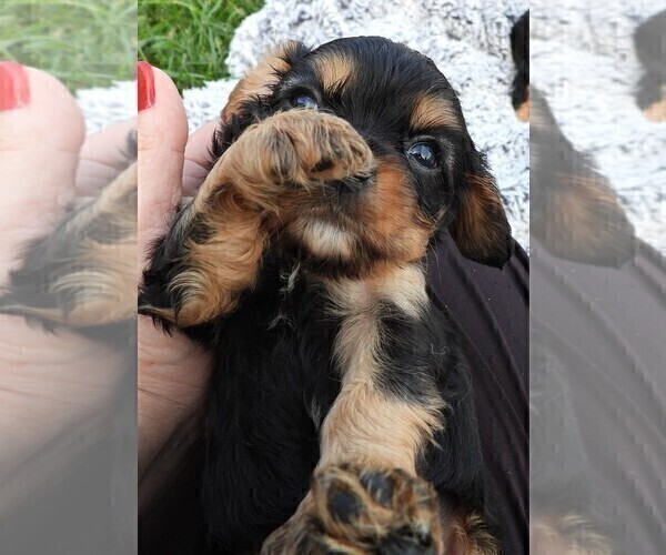 Medium Photo #7 Cavalier King Charles Spaniel Puppy For Sale in CARLISLE, KY, USA