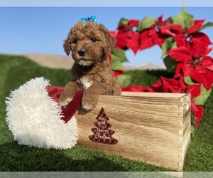 Australian Labradoodle Puppy for Sale in PORTERVILLE, California USA