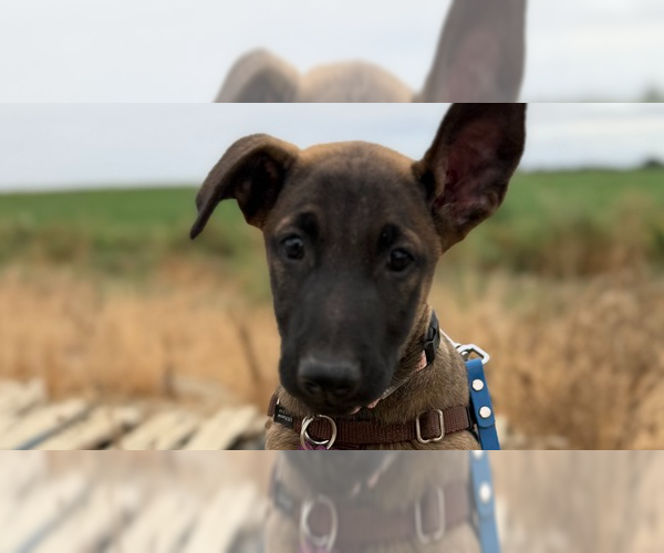 Medium Photo #6 German Shepherd Dog-Unknown Mix Puppy For Sale in Imlay City, MI, USA