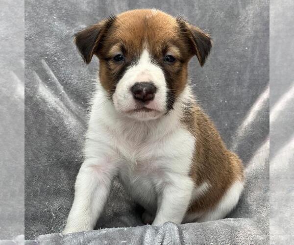Medium Photo #2 Colonial Cocker Spaniel-Unknown Mix Puppy For Sale in San Diego, CA, USA
