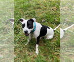 Small #16 American Pit Bull Terrier