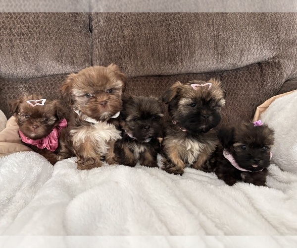 Medium Photo #8 Shih Tzu Puppy For Sale in KATY, TX, USA