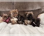 Teddy bears - Female Shih Tzu Puppy for Sale - Photo #8