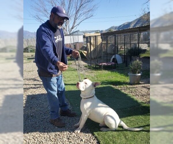 Medium Photo #4 American Pit Bull Terrier-Labrador Retriever Mix Puppy For Sale in Ventura, CA, USA