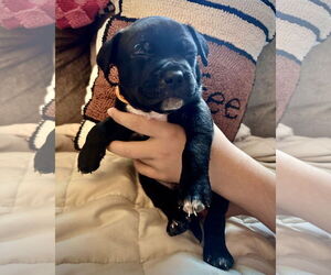 Boxer-Unknown Mix Dogs for adoption in Dumont, NJ, USA