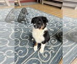 Small #1 Australian Shepherd