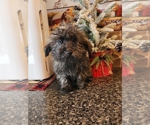 Poodle (Toy) Puppy for sale in SENECA FALLS, NY, USA