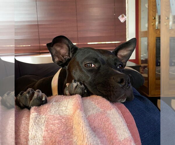 Medium Photo #15 American Pit Bull Terrier-Unknown Mix Puppy For Sale in Fargo, ND, USA