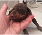 Small Photo #1 Doberman Pinscher Puppy For Sale in VANCOUVER, WA, USA