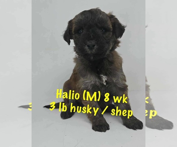 Medium Photo #5 Siberian Husky-Unknown Mix Puppy For Sale in pomfret, CT, USA