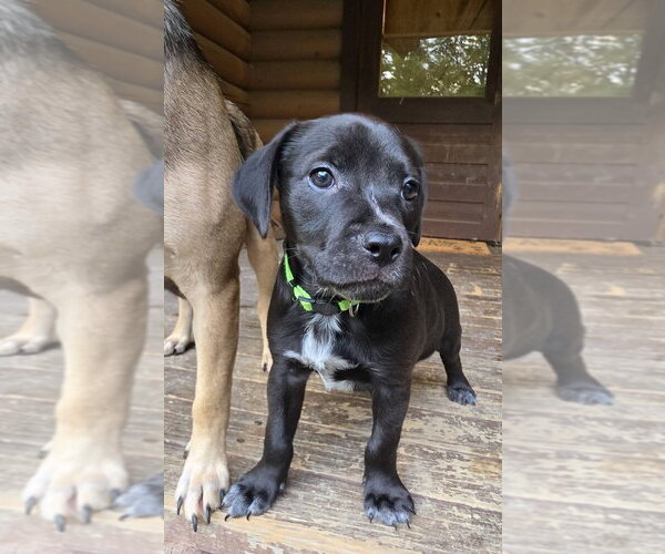 Medium Photo #1 Dachsador Puppy For Sale in Aurora, IN, USA