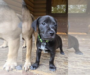 Dachsador Dogs for adoption in Aurora, IN, USA