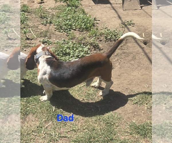Medium Photo #1 Basset Hound Puppy For Sale in TOPPENISH, WA, USA