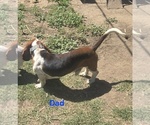Small Photo #1 Basset Hound Puppy For Sale in TOPPENISH, WA, USA
