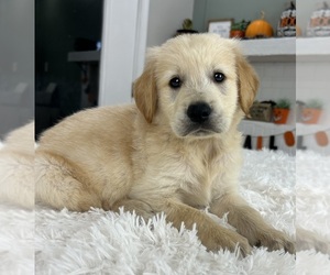 Golden Retriever Puppy for Sale in INDIANAPOLIS, Indiana USA