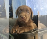Puppy True Chocolate Labrador Retriever