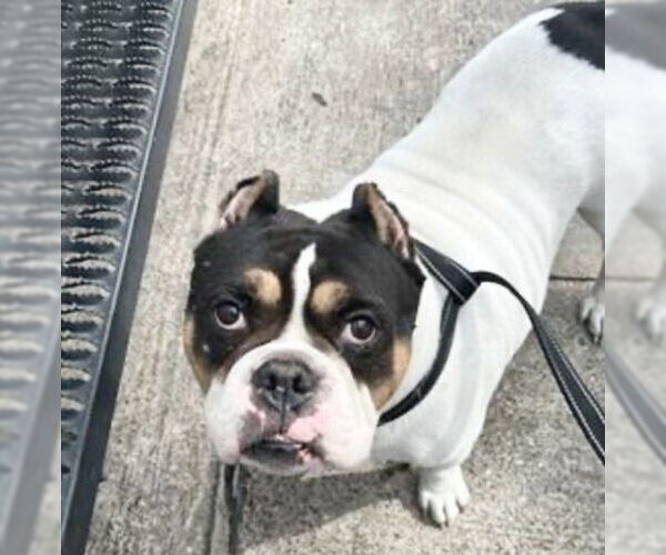 Medium Photo #2 American Bulldog-Unknown Mix Puppy For Sale in Houston, TX, USA