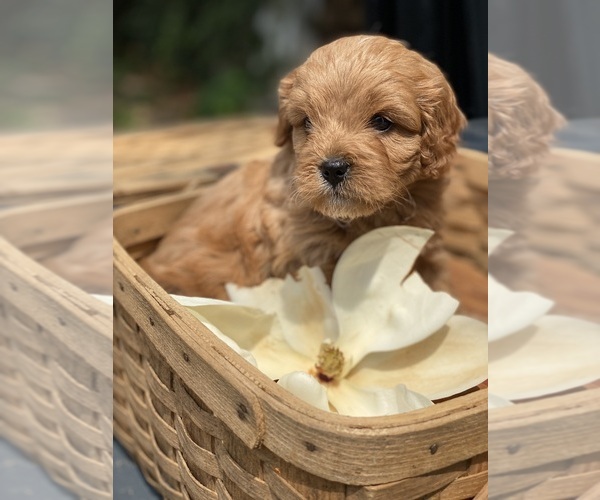 Medium Photo #1 Cavapoo Puppy For Sale in MADISON, IN, USA