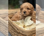 Puppy Puppy 5 Cavapoo