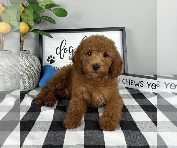 Medium Photo #4 Goldendoodle (Miniature) Puppy For Sale in FRANKLIN, IN, USA