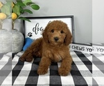 Small #3 Goldendoodle (Miniature)