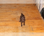 Small Photo #6 Poodle (Standard) Puppy For Sale in SPENCER, TN, USA