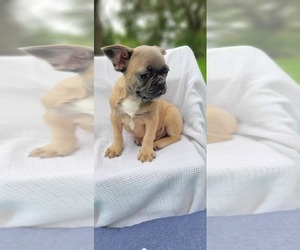 French Bulldog Puppy for sale in TAMPA, FL, USA