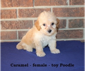 Poodle (Toy) Puppy for sale in CLARKRANGE, TN, USA